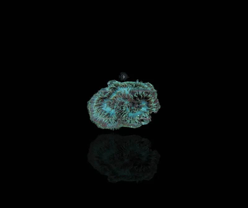 Heteractis Aurora